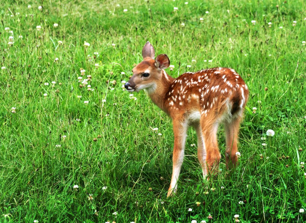 Clover for deer