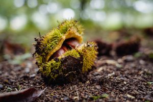 Dunstan chestnut tree