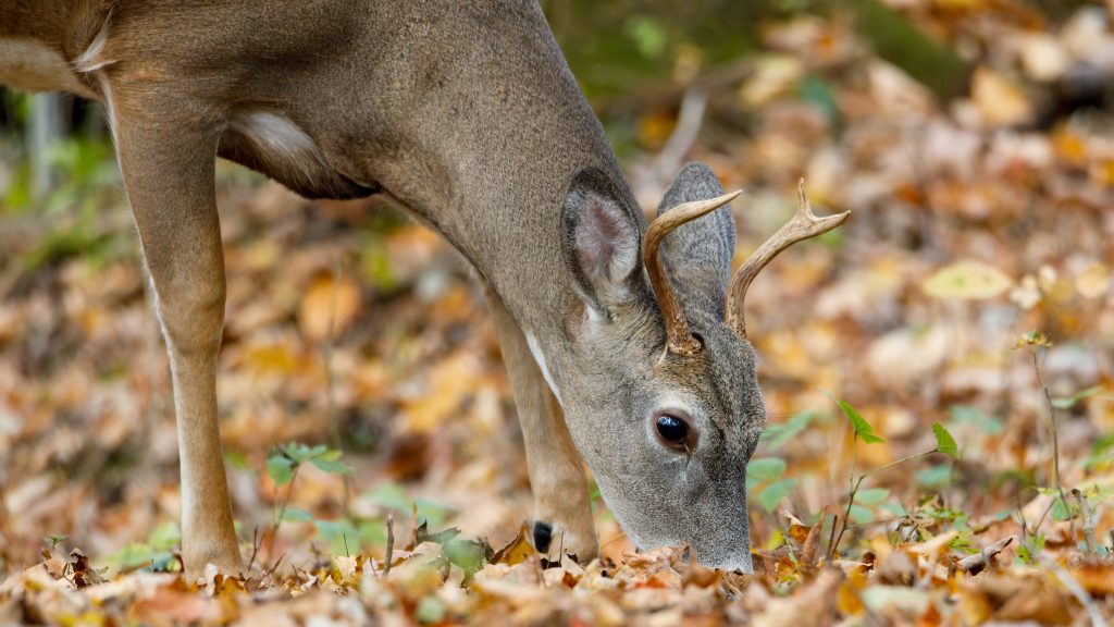 A deer eats chestnuts