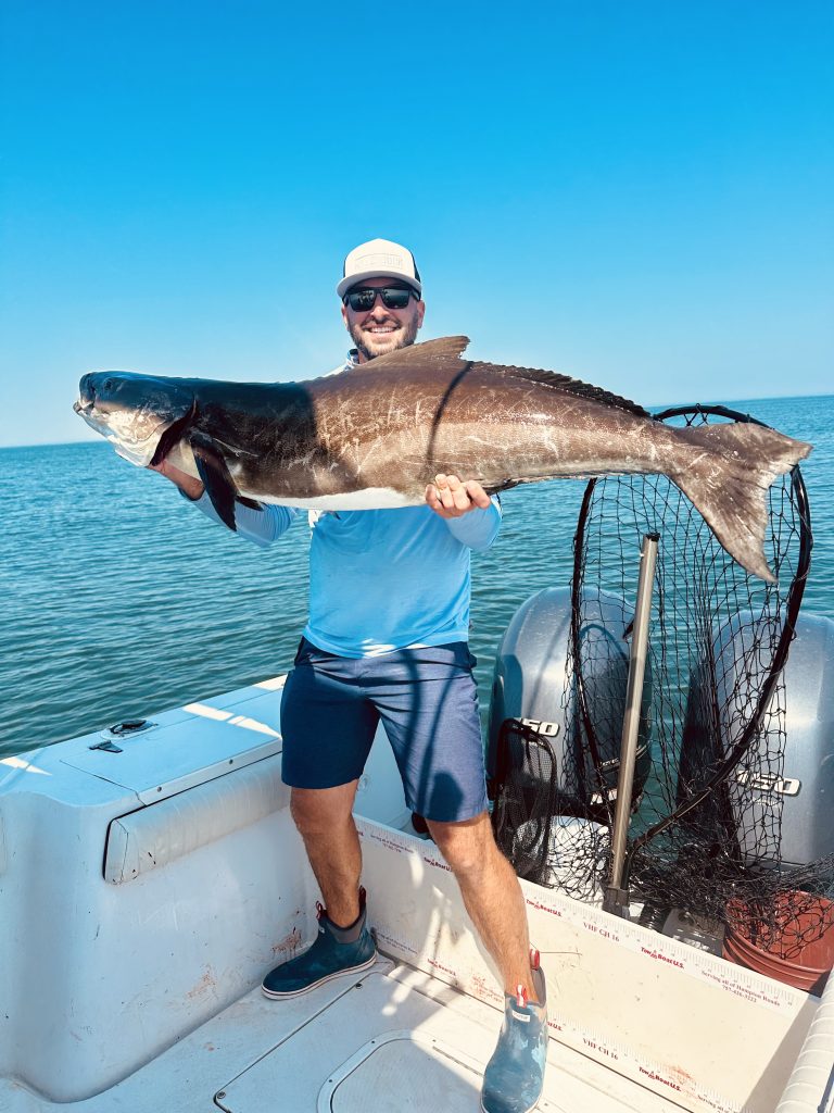 cobia sight fishing
