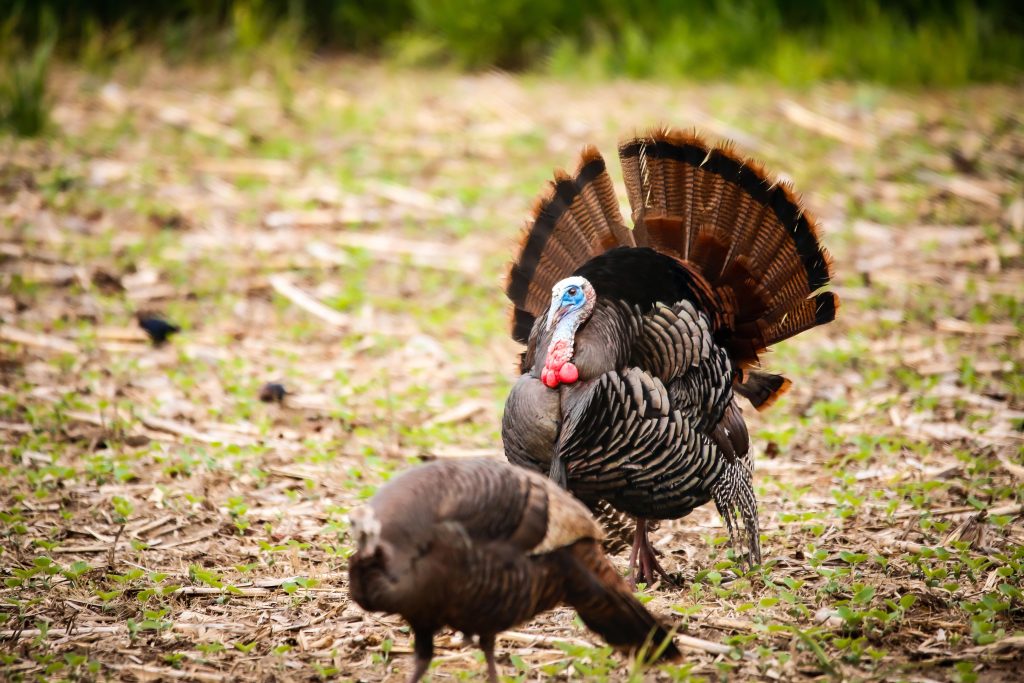 turkey