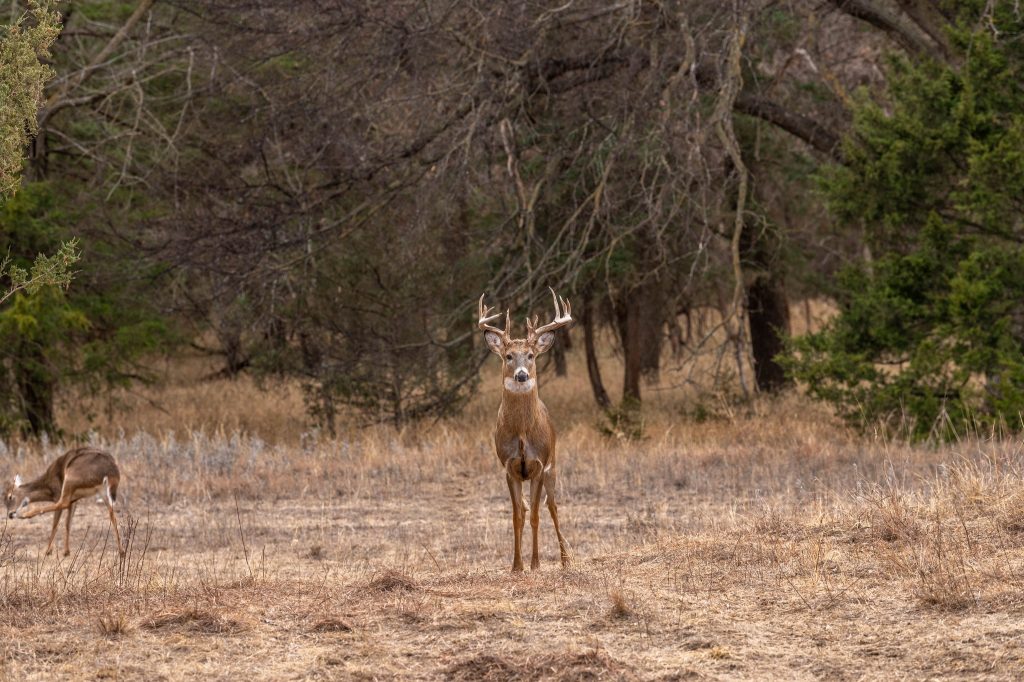 deer in woods