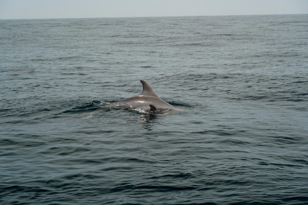 Dolphins in ocean