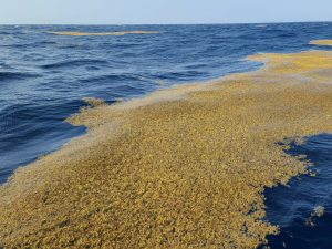 sargassum map