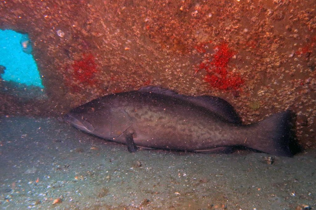 giant grouper