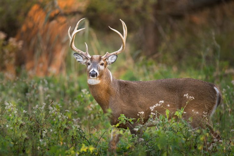 Whitetail Buck