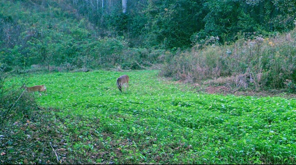 deer food plot