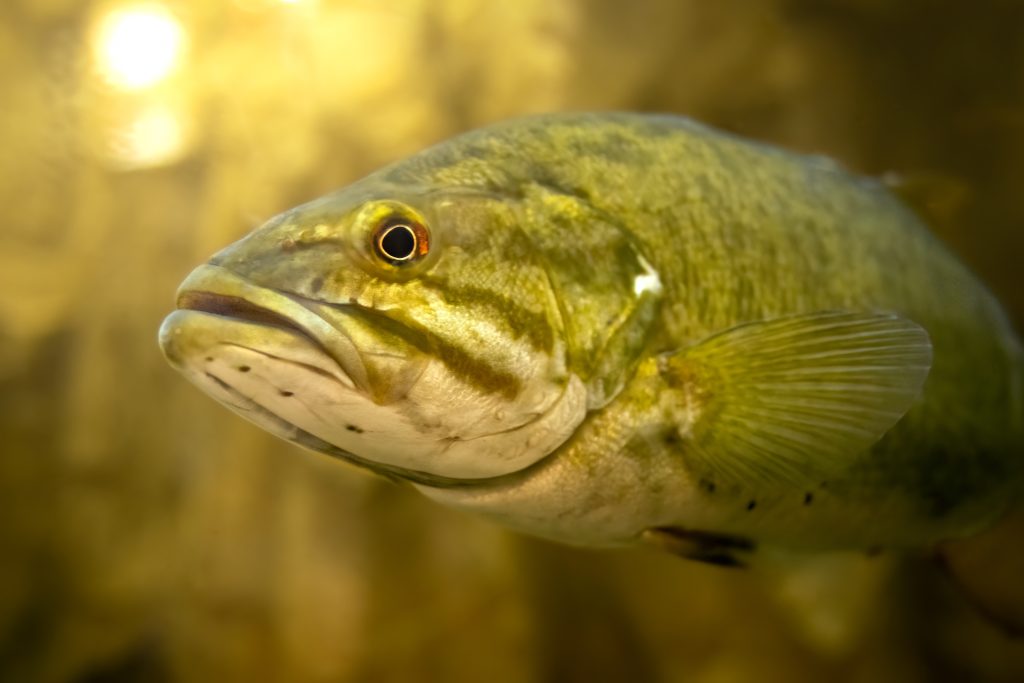smallmouth bass