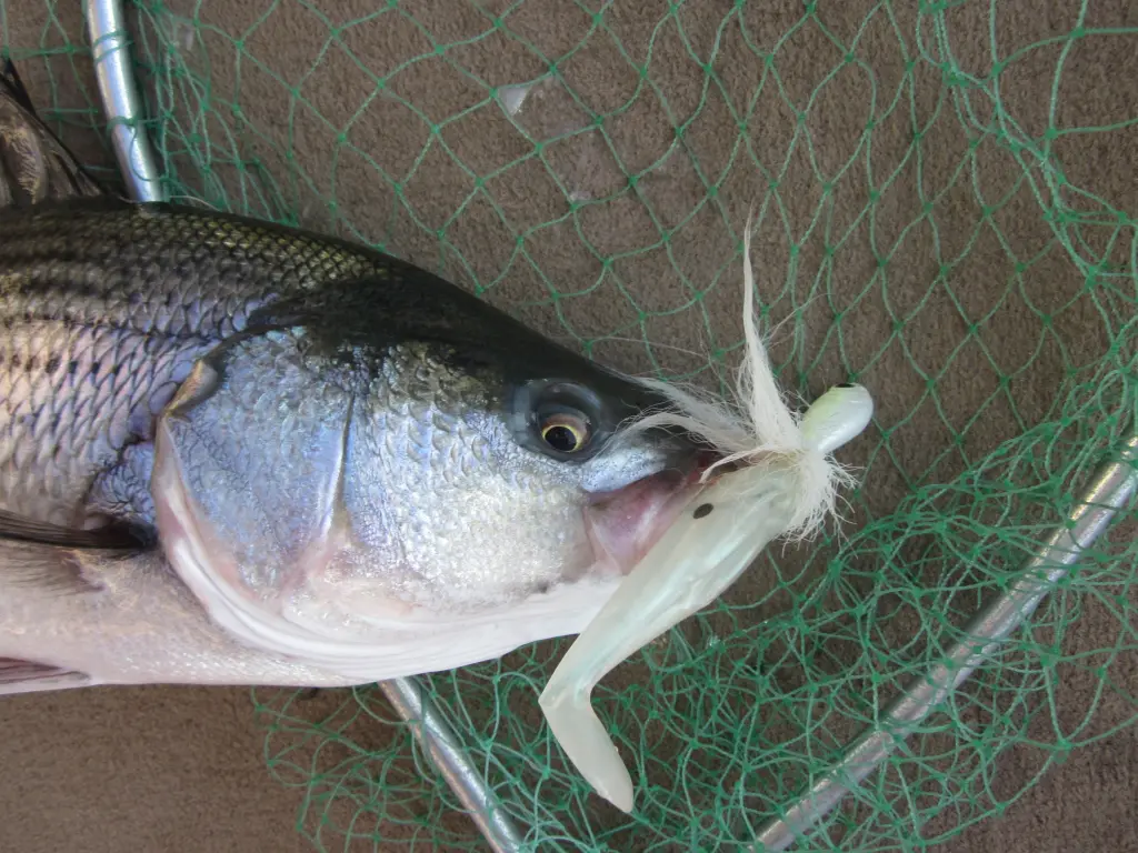 adult nauvaulty fishing lures Storm Original Mag Wart