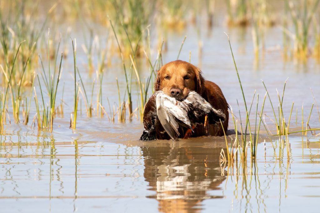 dog retrieving a duck