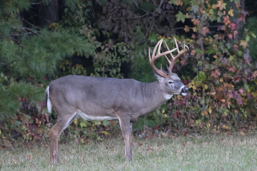Pope and Young Whitetail
