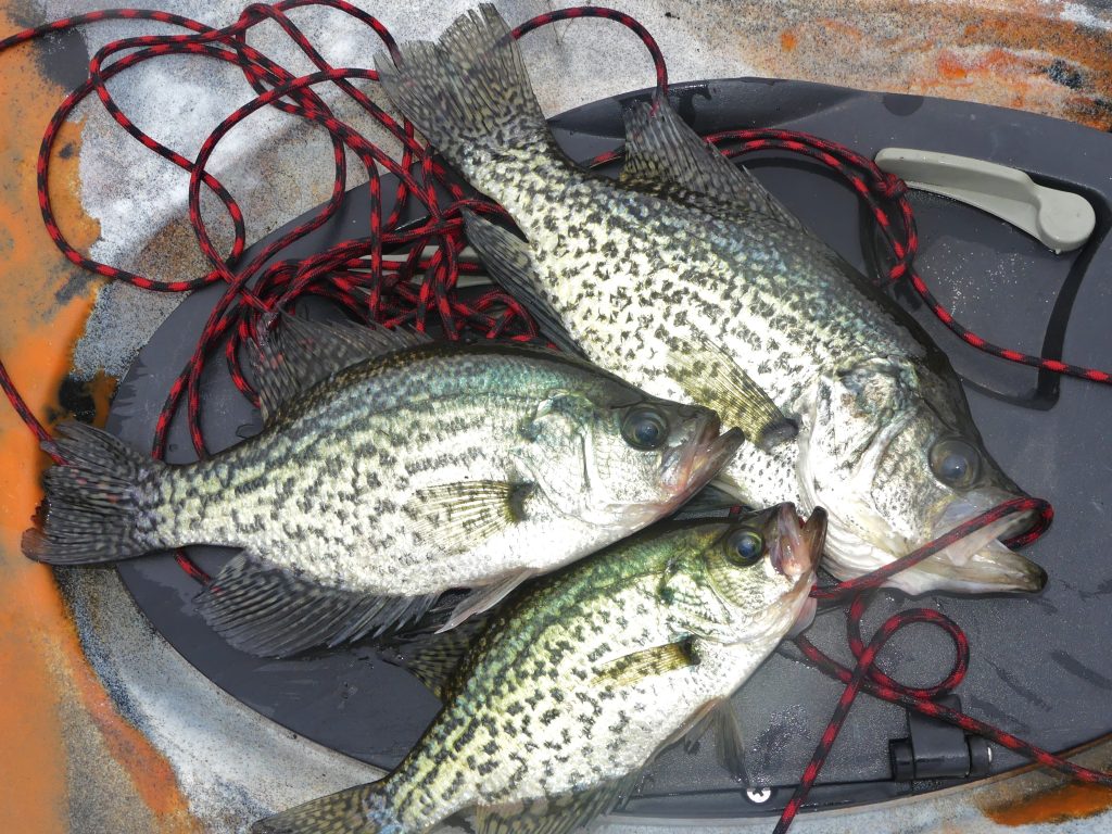 crappie