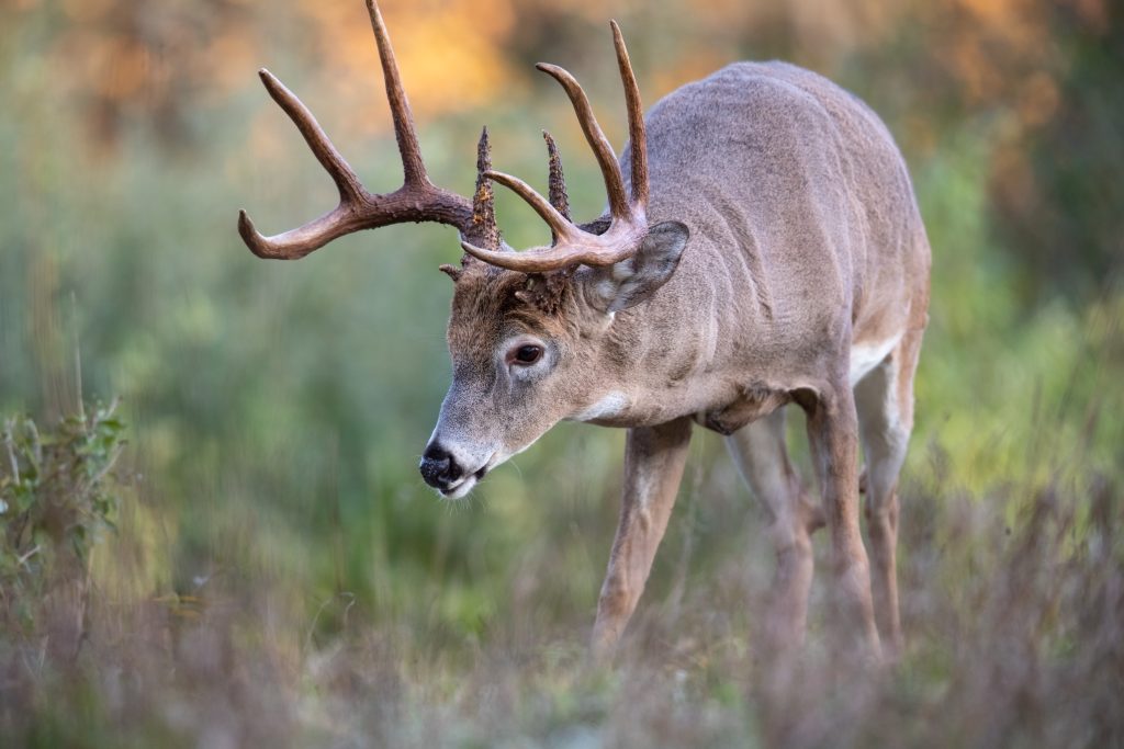 whitetail deer
