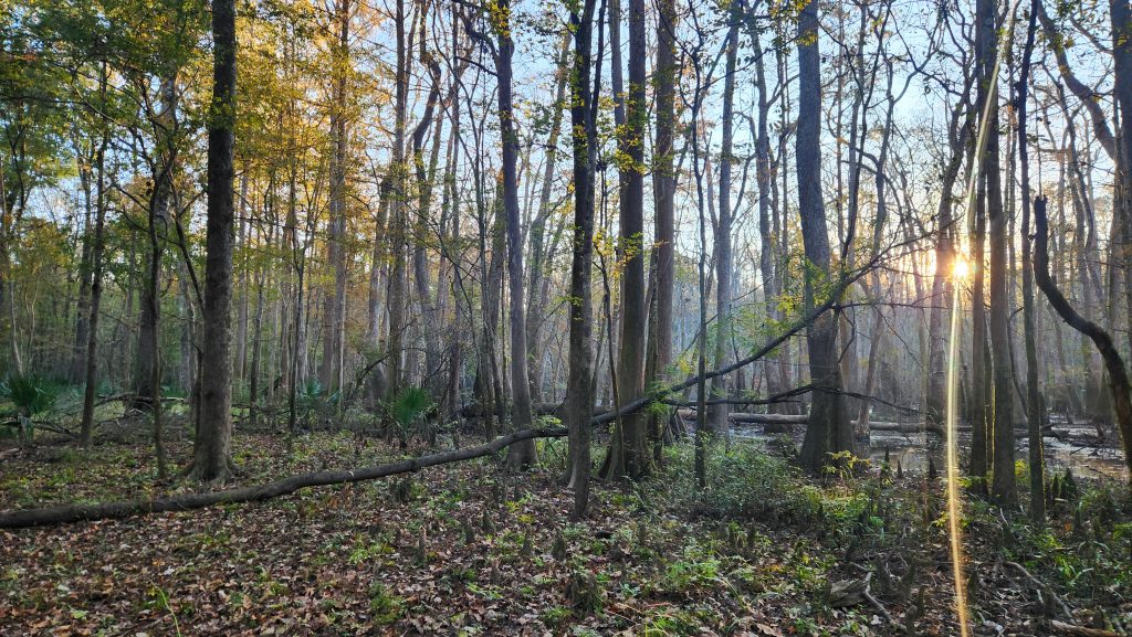 Bottomland hardwoods