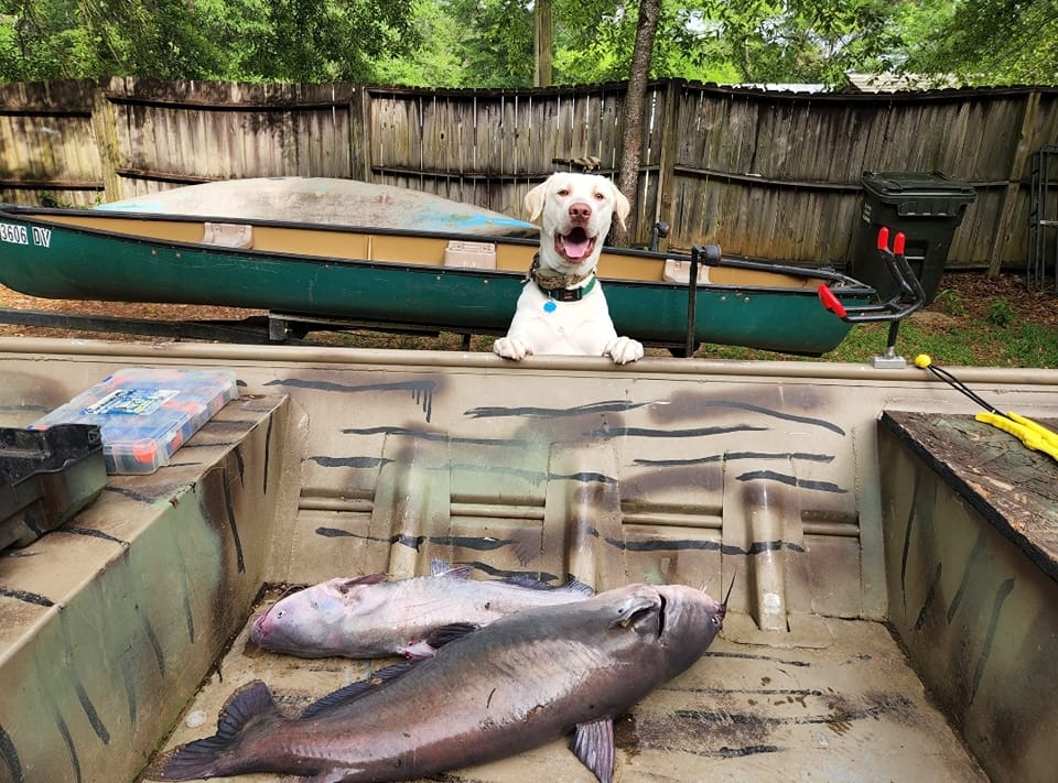 set line fishing for catfish