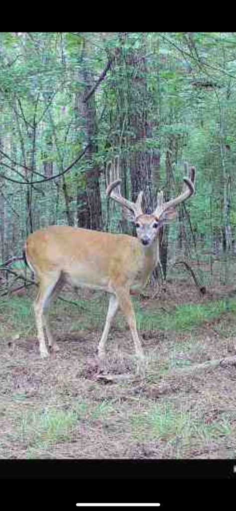 pre rut buck