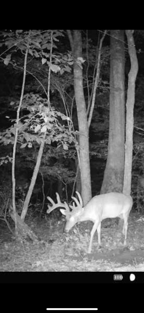 night trail camera