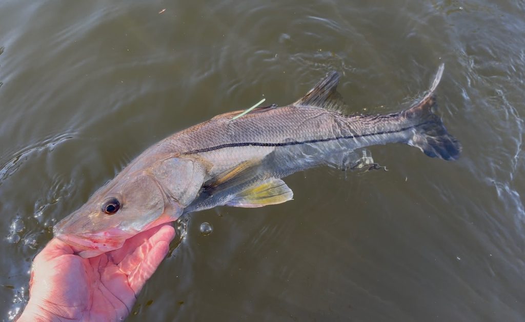 trout
