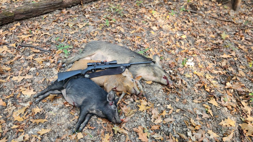 wild hogs