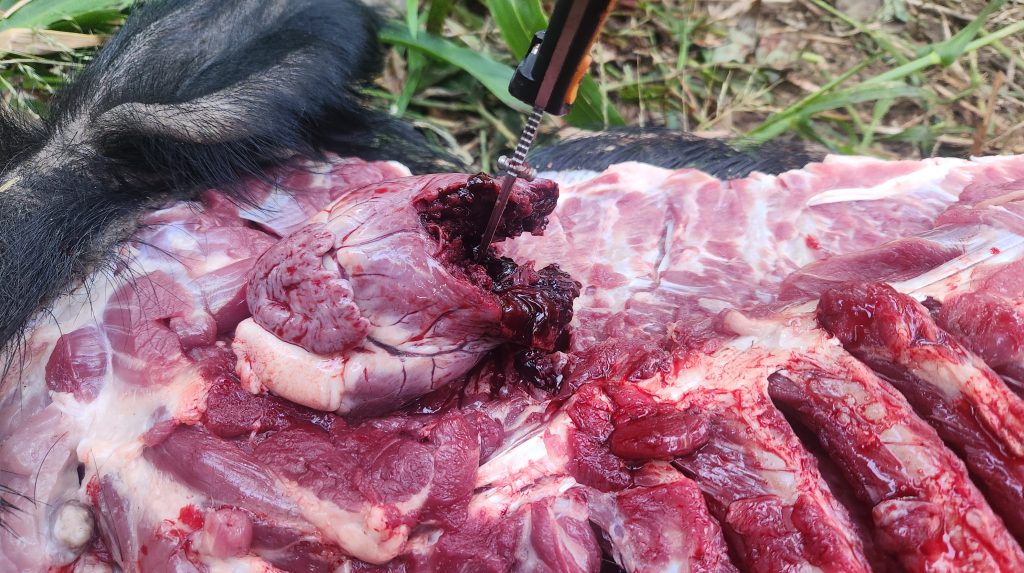 Rimfire Hog Hunting