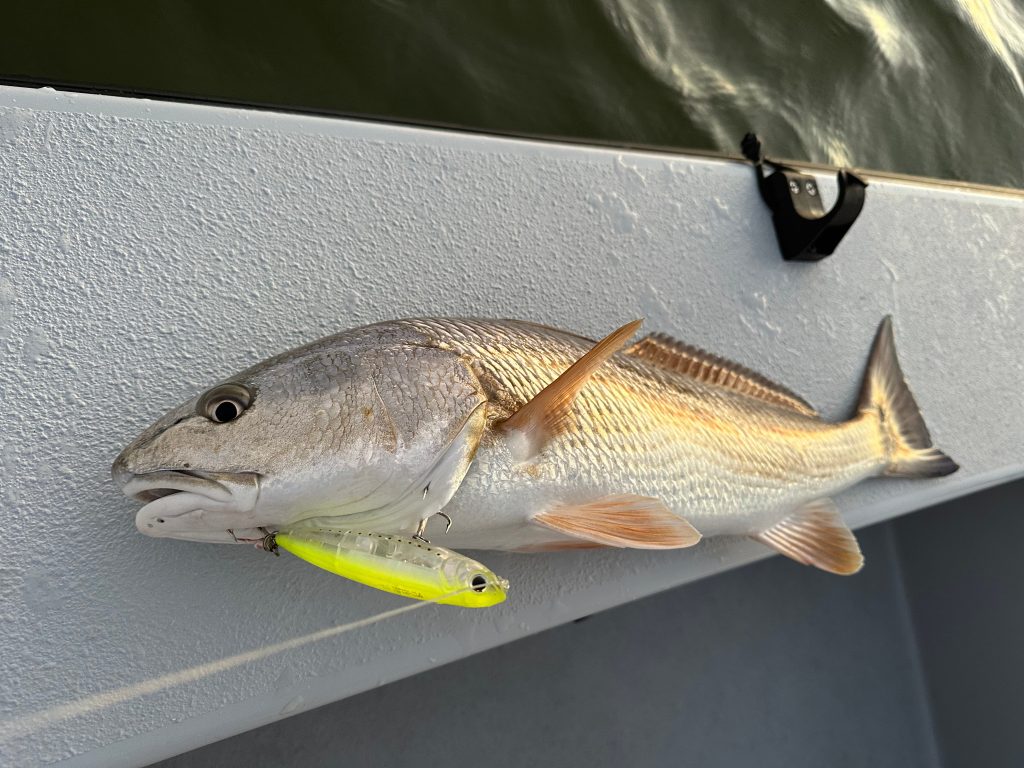 baitcaster gear ratio