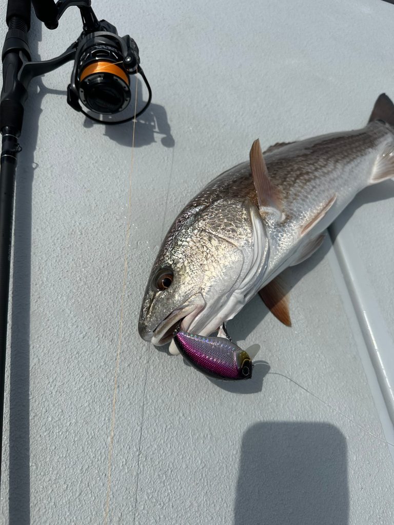 baitcaster gear ratio