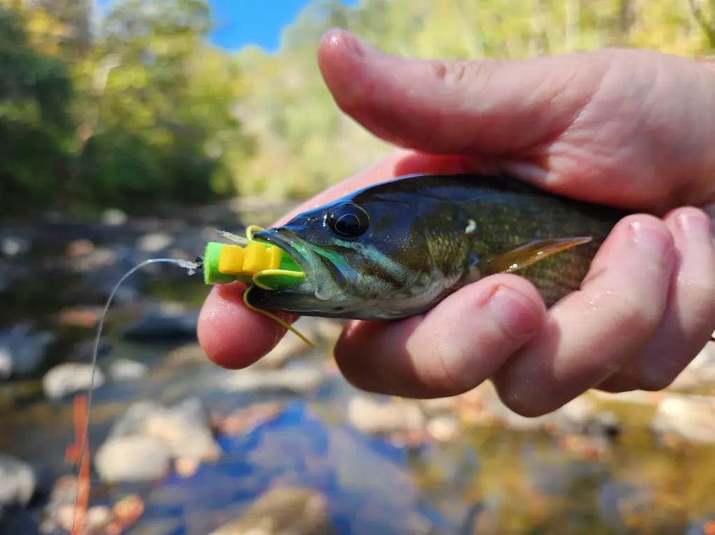 Fly Fishing Leaders for Bass Anglers Fly Fishing Leaders for Bass Anglers