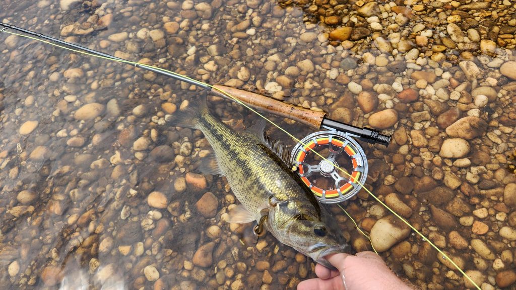 fly fishing for bass