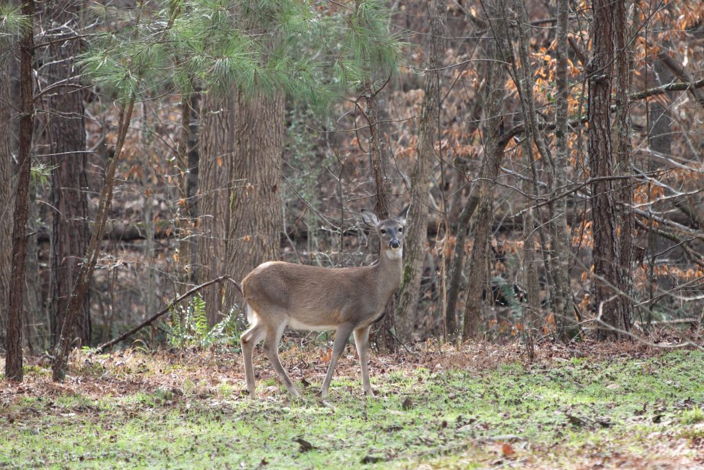 shooting doe