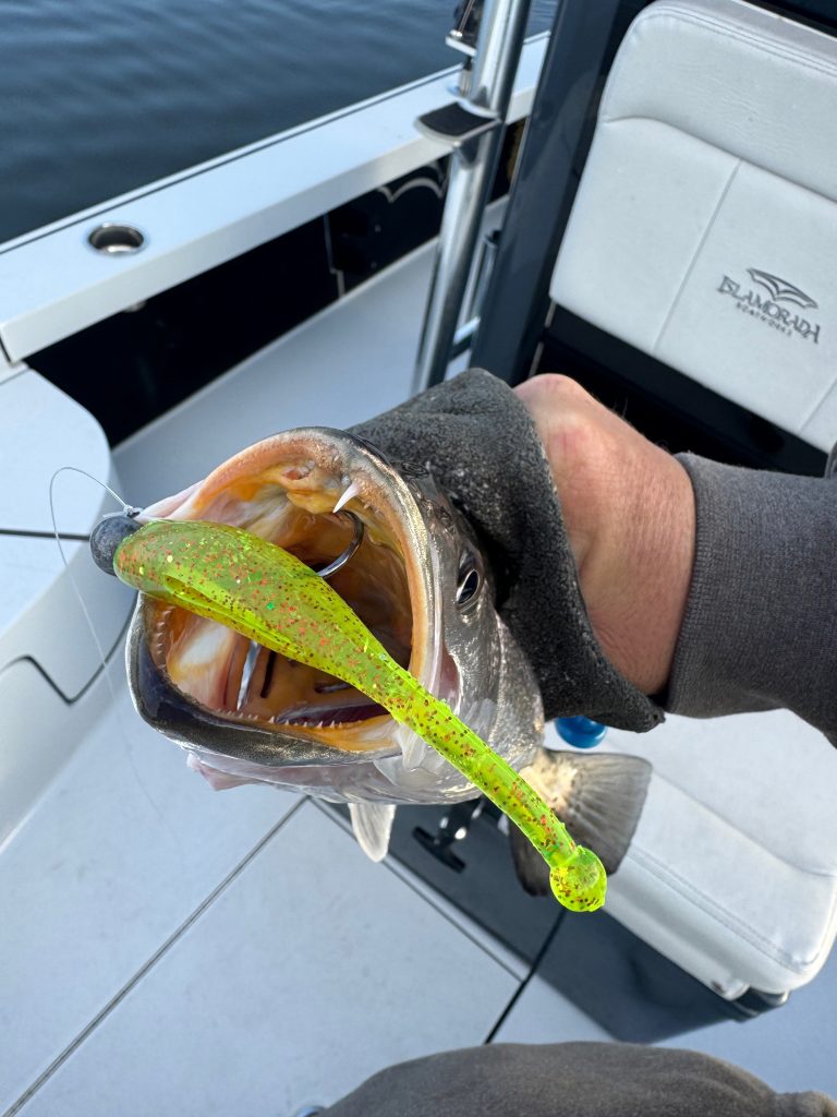 slick lure for Winter Speckled Trout Fishing