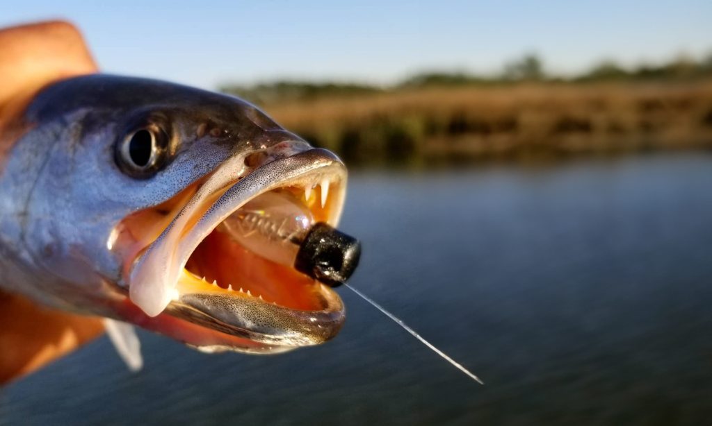 Ned Rig Fishing