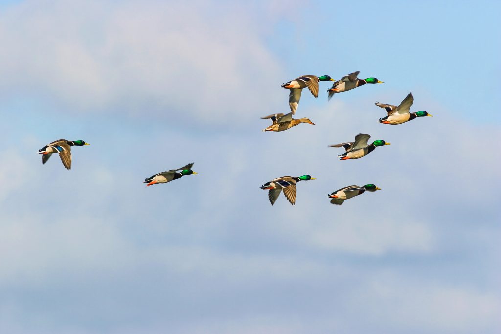 ducks flying
