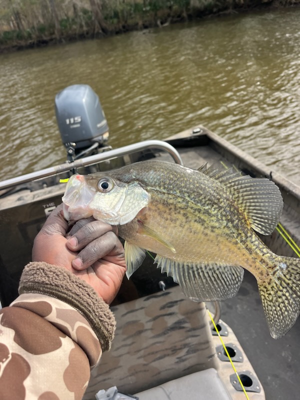 morning crappie fishing
