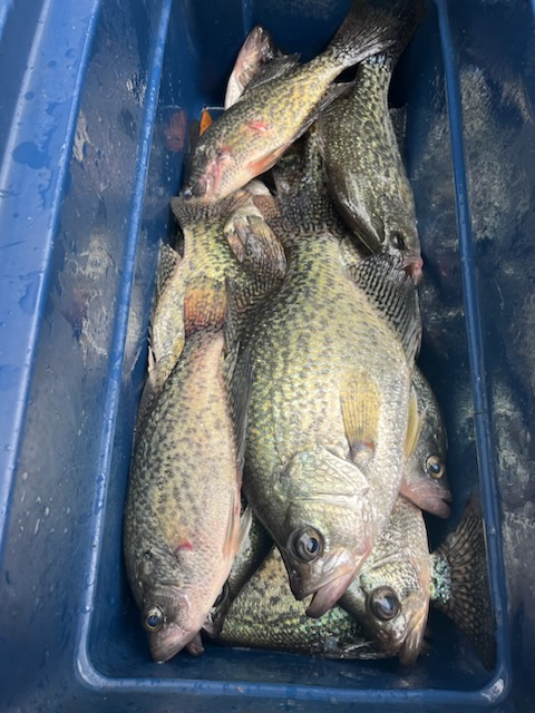 ice chest full of crappie