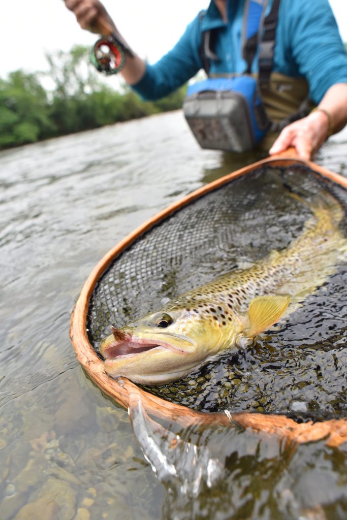 North Georgia Trout Fishing brown trout