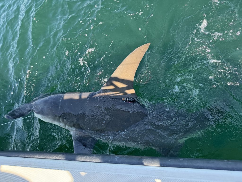 Sharks In The Gulf Of America