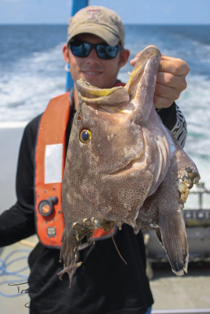 grouper eaten by shark