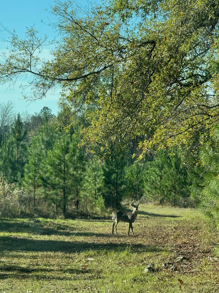 deer amongst timber
