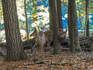 deer in the woods