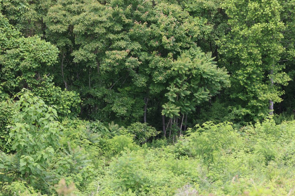 Wildlife Stand Improvement