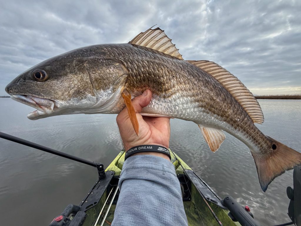 Redfish from a kayak