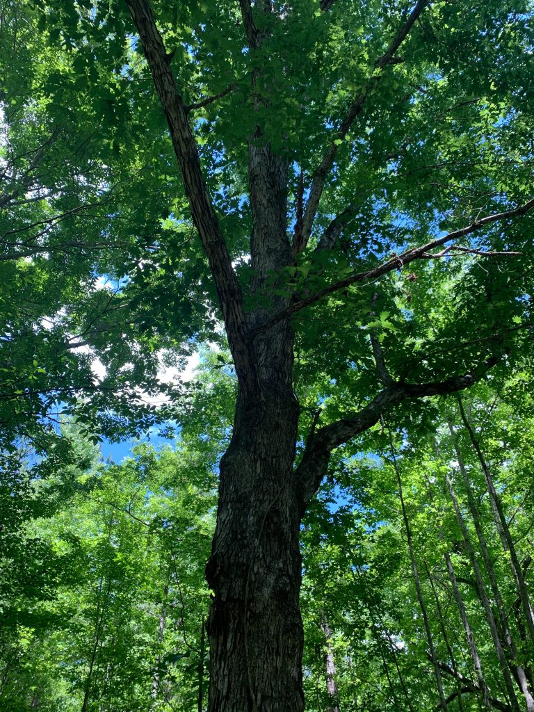oak for a Wildlife Stand Improvement
