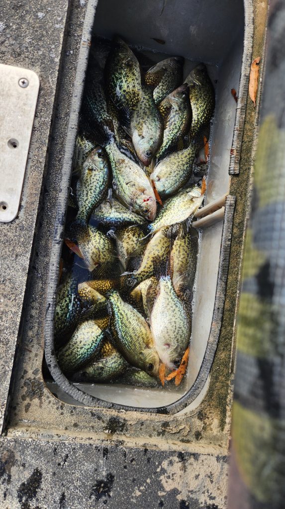 livewell full of fish