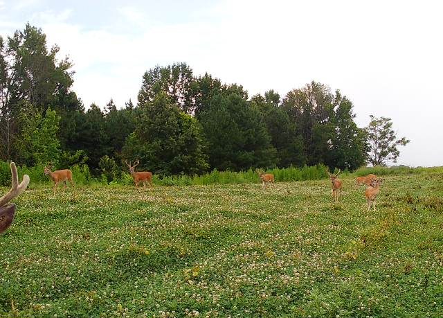 throw and grow food plots clover