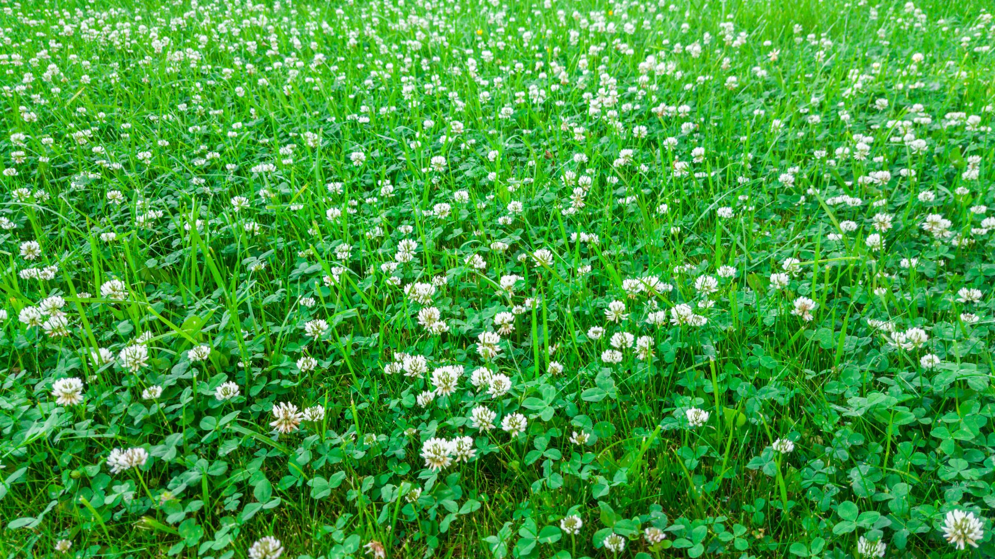 Spring Clover Plot How to Kill Weeds in Your Clover Food Plots Without Killing the Clover