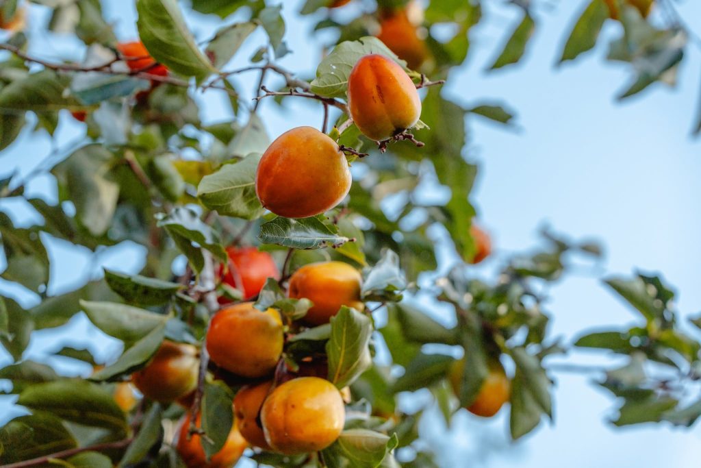 Persimmons