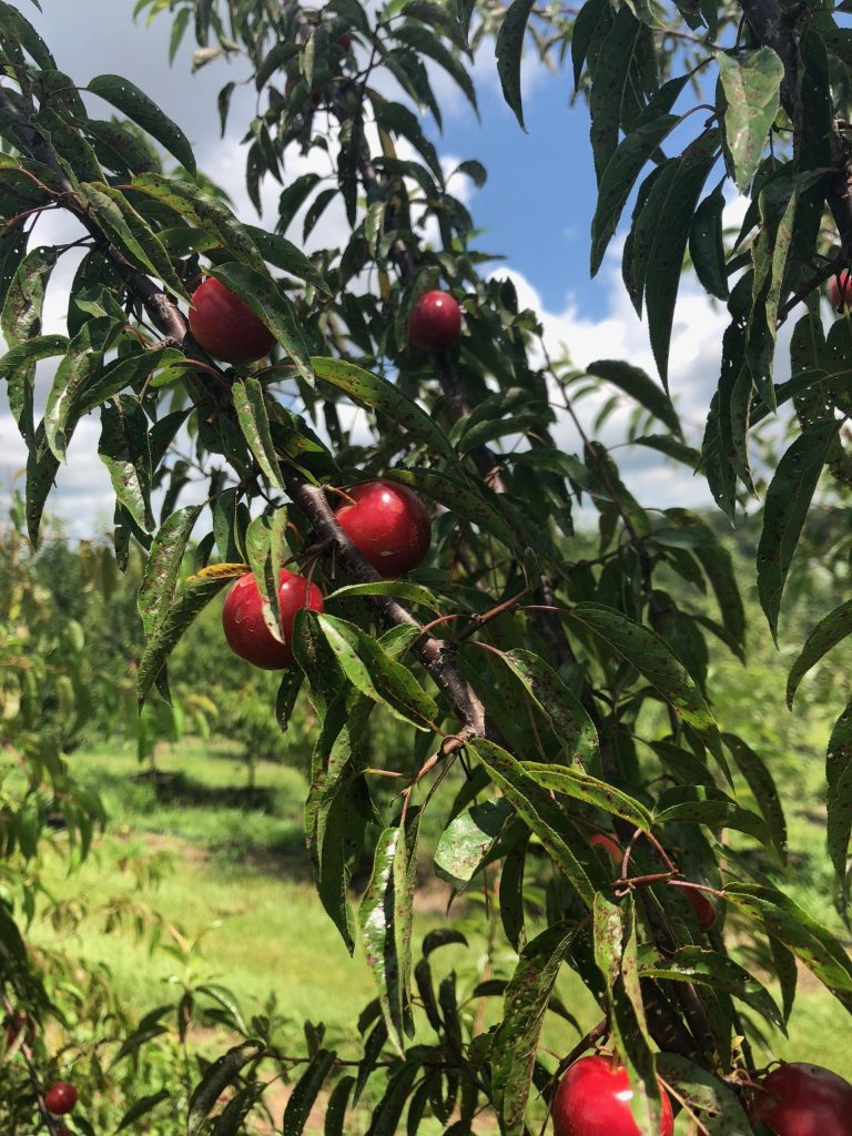 Best Fruit Trees for Deer plums