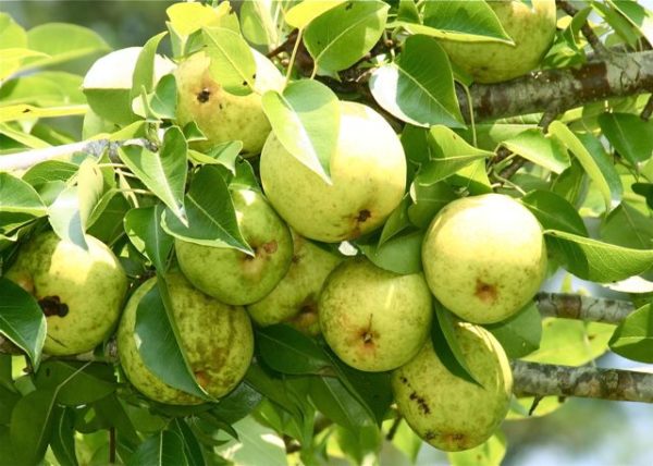 pears