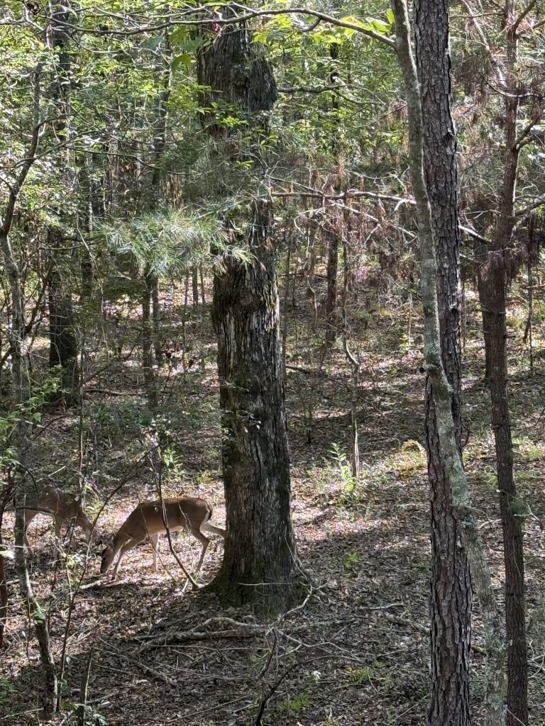 Financing Hunting Land deer in the woods