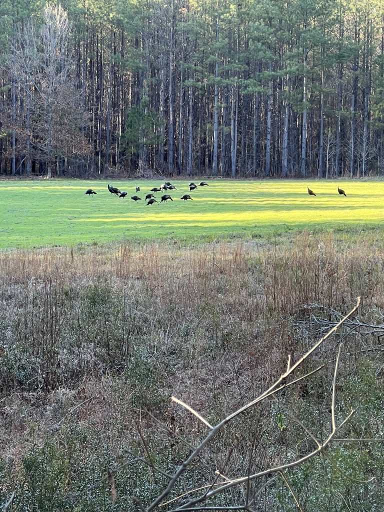 Financing Hunting Land for turkey food plot